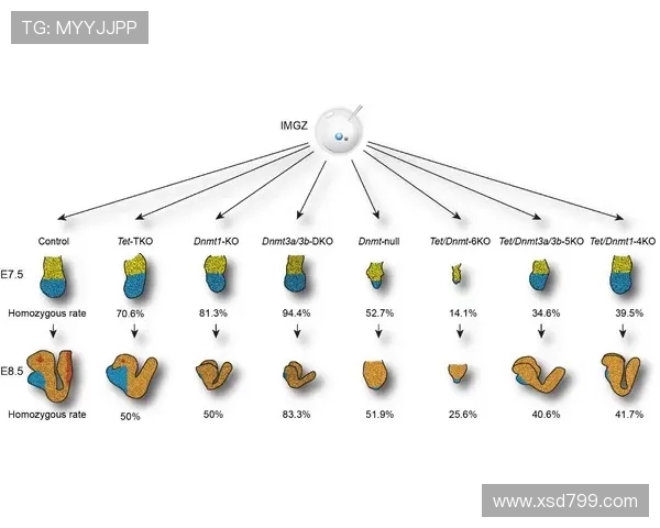 探究攀岩运动中战术配合策略对团队协作与攀登效率的综合影响